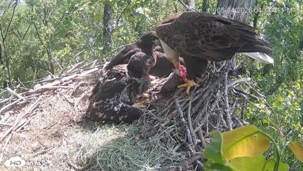 Cardinal Land Conservancy Eagles Live Webcam - May 4, 2026, 4:35pm EDT