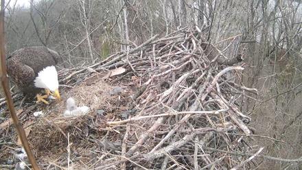 Cardinal Land Conservancy Eagles Live Webcam - Mar 23, 2026, 10:11am EDT