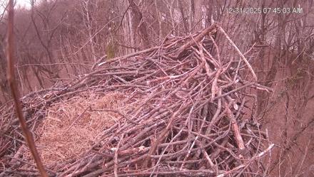 Cardinal Land Conservancy Eagles Live Webcam - Dec 31, 2025, 7:45am EST