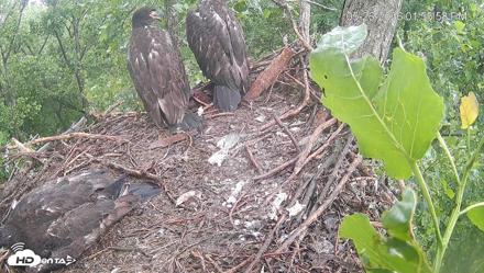 Cardinal Land Conservancy Eagles Live Webcam - May 26, 2026, 1:56pm EDT
