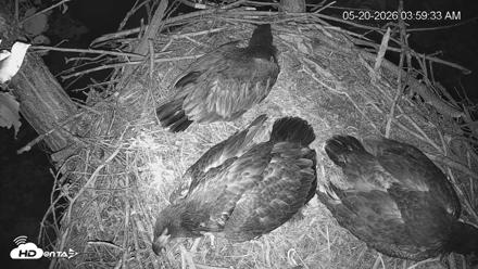 Cardinal Land Conservancy Eagles Live Webcam - May 20, 2026, 4:01am EDT