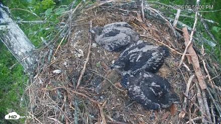 Cardinal Land Conservancy Eagles Live Webcam - Apr 27, 2026, 6:56pm EDT