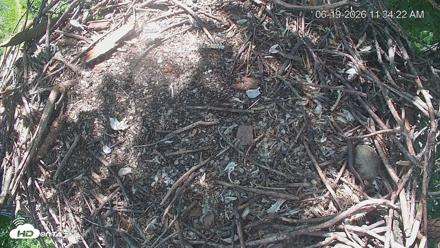 Cardinal Land Conservancy Eagles Live Webcam - Jun 19, 2026, 11:35am EDT