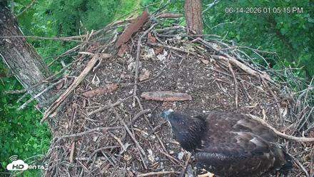 Cardinal Land Conservancy Eagles Live Webcam - Jun 14, 2026, 1:06pm EDT