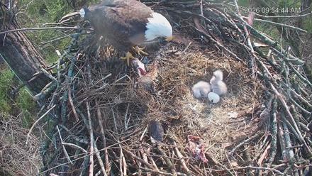 Cardinal Land Conservancy Eagles Live Webcam - Mar 26, 2026, 9:55am EDT