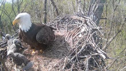 Cardinal Land Conservancy Eagles Live Webcam - Apr 10, 2026, 11:26am EDT