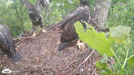 Cardinal Land Conservancy Eagles Live Webcam - May 20, 2026, 2:06pm EDT