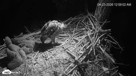 Cardinal Land Conservancy Eagles Live Webcam - Apr 23, 2026, 12:09am EDT