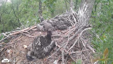 Cardinal Land Conservancy Eagles Live Webcam - Apr 27, 2026, 5:09pm EDT