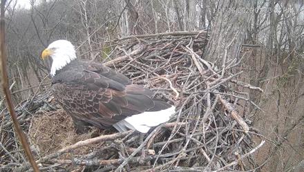 Cardinal Land Conservancy Eagles Live Webcam - Jan 16, 2026, 1:34pm EST