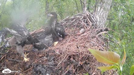 Cardinal Land Conservancy Eagles Live Webcam - Apr 29, 2026, 1:47pm EDT