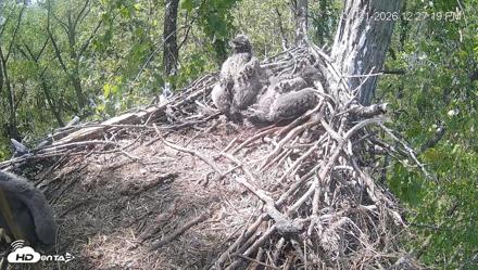 Cardinal Land Conservancy Eagles Live Webcam - Apr 21, 2026, 12:28pm EDT