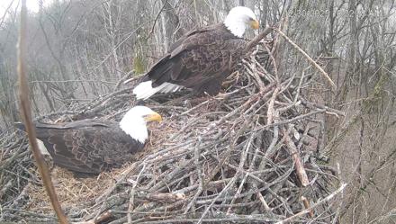 Cardinal Land Conservancy Eagles Live Webcam - Dec 30, 2025, 10:32am EST