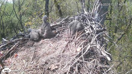 Cardinal Land Conservancy Eagles Live Webcam - Apr 14, 2026, 12:58pm EDT