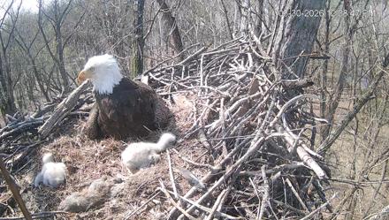 Cardinal Land Conservancy Eagles Live Webcam - Mar 30, 2026, 12:39pm EDT