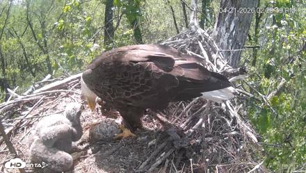 Cardinal Land Conservancy Eagles Live Webcam - Apr 21, 2026, 2:28pm EDT