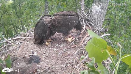 Cardinal Land Conservancy Eagles Live Webcam - May 14, 2026, 1:28pm EDT