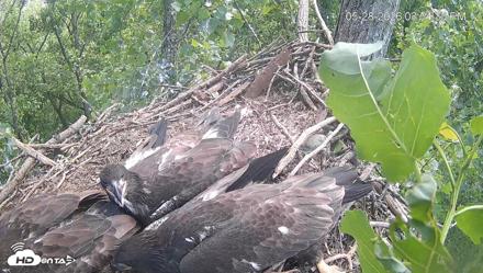 Cardinal Land Conservancy Eagles Live Webcam - May 28, 2026, 3:55pm EDT