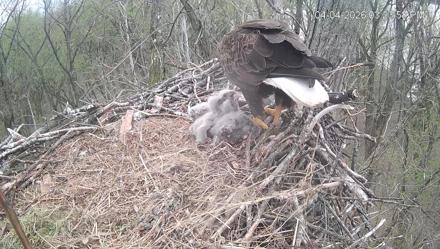 Cardinal Land Conservancy Eagles Live Webcam - Apr 4, 2026, 3:24pm EDT