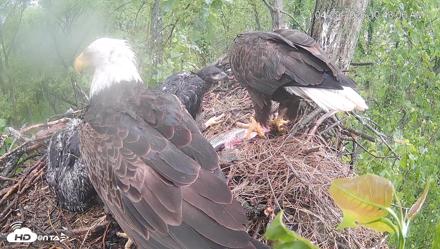 Cardinal Land Conservancy Eagles Live Webcam - Apr 29, 2026, 10:44am EDT
