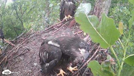 Cardinal Land Conservancy Eagles Live Webcam - May 27, 2026, 5:46pm EDT