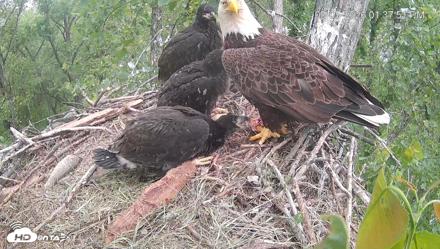 Cardinal Land Conservancy Eagles Live Webcam - May 5, 2026, 1:38pm EDT