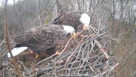 Cardinal Land Conservancy Eagles Live Webcam - Jan 9, 2026, 9:35am EST