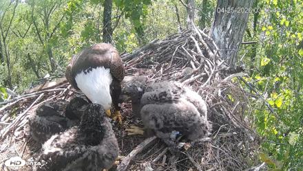 Cardinal Land Conservancy Eagles Live Webcam - Apr 25, 2026, 3:07pm EDT