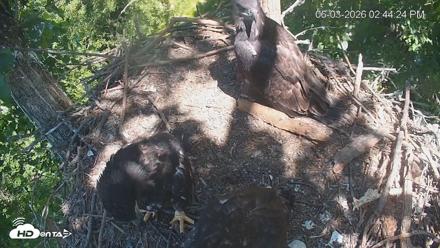 Cardinal Land Conservancy Eagles Live Webcam - Jun 3, 2026, 2:45pm EDT