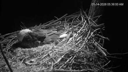 Cardinal Land Conservancy Eagles Live Webcam - Mar 14, 2026, 5:36am EDT