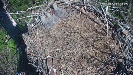 Cardinal Land Conservancy Eagles Live Webcam - Apr 7, 2026, 4:12pm EDT