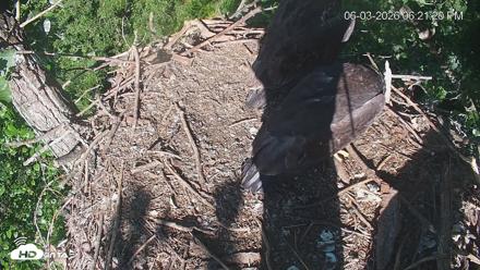Cardinal Land Conservancy Eagles Live Webcam - Jun 3, 2026, 6:22pm EDT