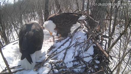 Cardinal Land Conservancy Eagles Live Webcam - Jan 28, 2026, 2:06pm EST