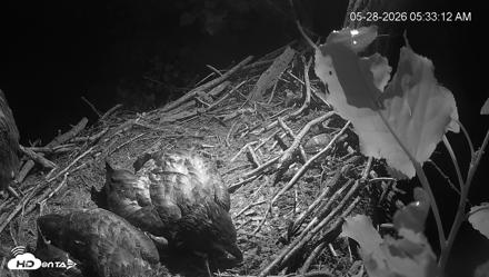 Cardinal Land Conservancy Eagles Live Webcam - May 28, 2026, 5:33am EDT