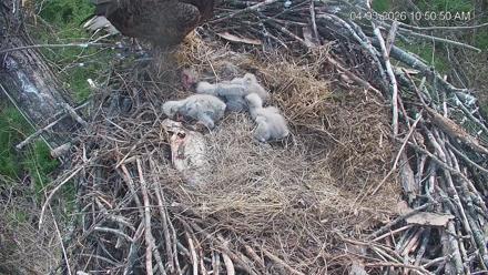 Cardinal Land Conservancy Eagles Live Webcam - Apr 3, 2026, 10:51am EDT