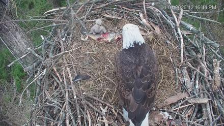 Cardinal Land Conservancy Eagles Live Webcam - Apr 1, 2026, 12:17pm EDT