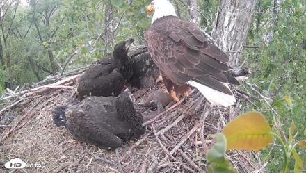Cardinal Land Conservancy Eagles Live Webcam - May 3, 2026, 6:50pm EDT