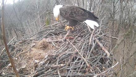 Cardinal Land Conservancy Eagles Live Webcam - Dec 31, 2025, 1:34pm EST