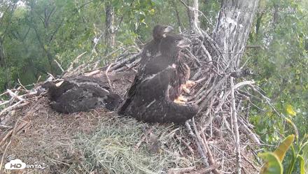 Cardinal Land Conservancy Eagles Live Webcam - May 4, 2026, 7:00pm EDT