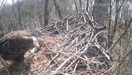 Cardinal Land Conservancy Eagles Live Webcam - Mar 22, 2026, 3:40pm EDT