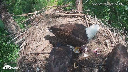 Cardinal Land Conservancy Eagles Live Webcam - Jun 10, 2026, 1:34pm EDT