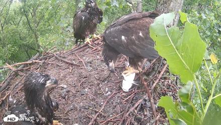 Cardinal Land Conservancy Eagles Live Webcam - May 24, 2026, 5:26pm EDT