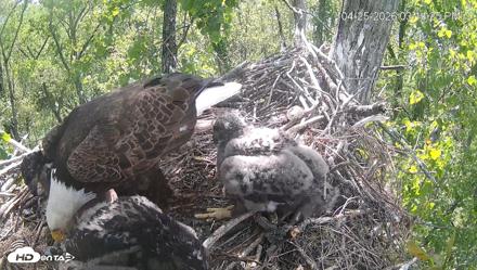 Cardinal Land Conservancy Eagles Live Webcam - Apr 25, 2026, 3:12pm EDT