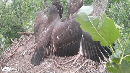 Cardinal Land Conservancy Eagles Live Webcam - Jun 1, 2026, 1:13pm EDT
