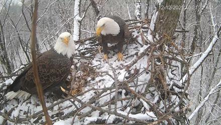 Cardinal Land Conservancy Eagles Live Webcam - Dec 12, 2025, 10:22am EST