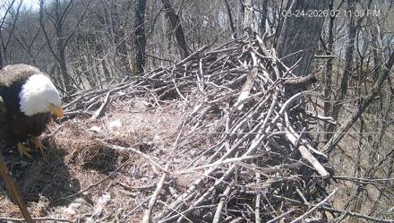 Cardinal Land Conservancy Eagles Live Webcam - Mar 24, 2026, 2:11pm EDT
