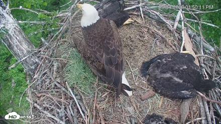 Cardinal Land Conservancy Eagles Live Webcam - May 4, 2026, 1:51pm EDT