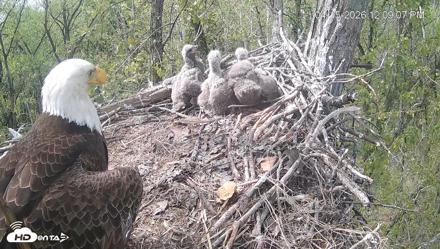 Cardinal Land Conservancy Eagles Live Webcam - Apr 15, 2026, 12:09pm EDT