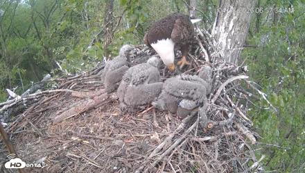 Cardinal Land Conservancy Eagles Live Webcam - Apr 18, 2026, 6:58am EDT