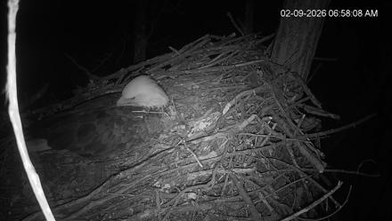 Cardinal Land Conservancy Eagles Live Webcam - Feb 9, 2026, 6:58am EST